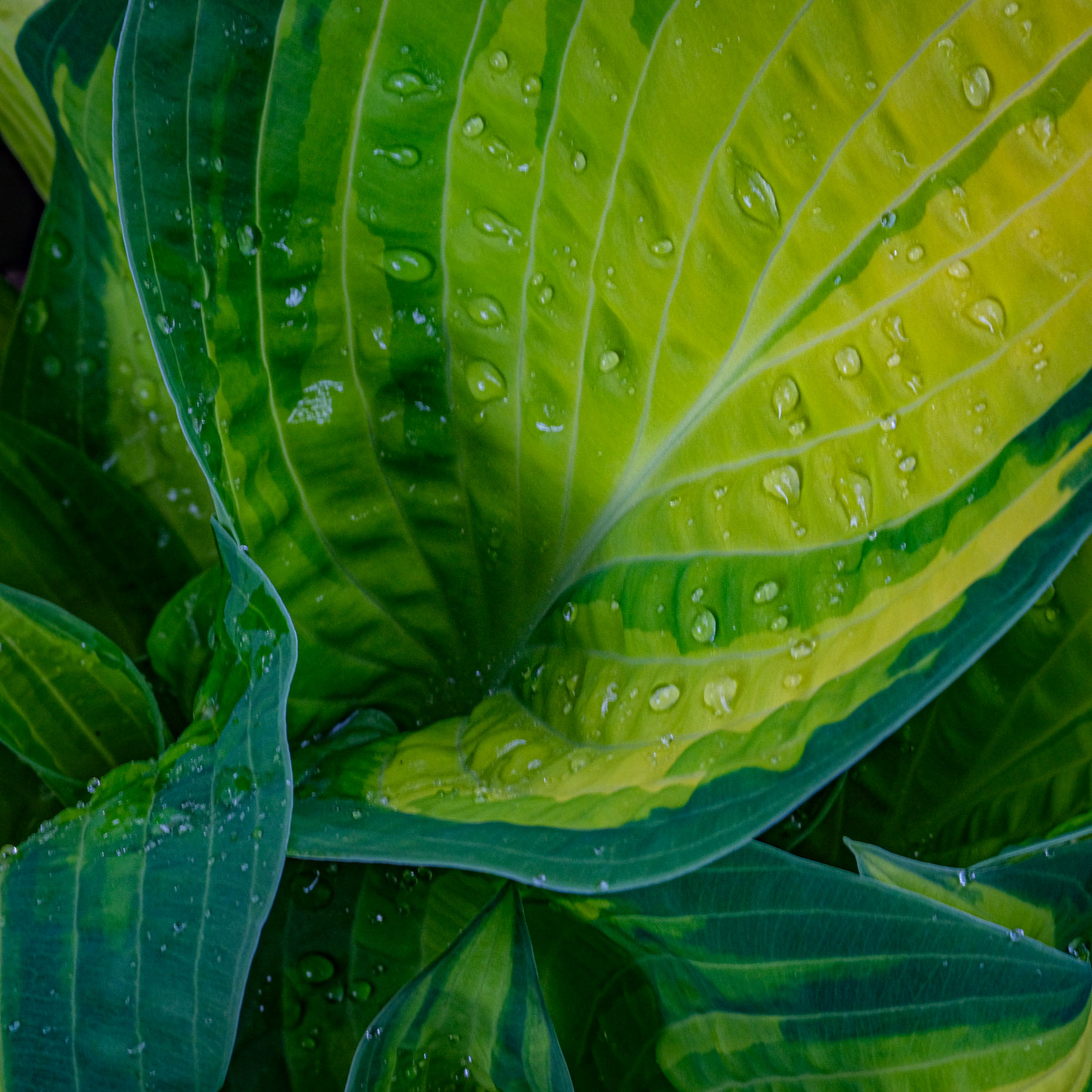 home-garden-2020-107