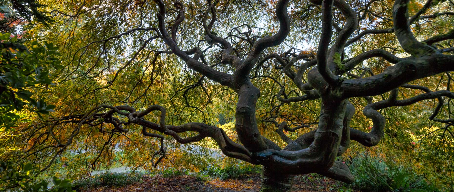 20141029_kubota_gardens_0007