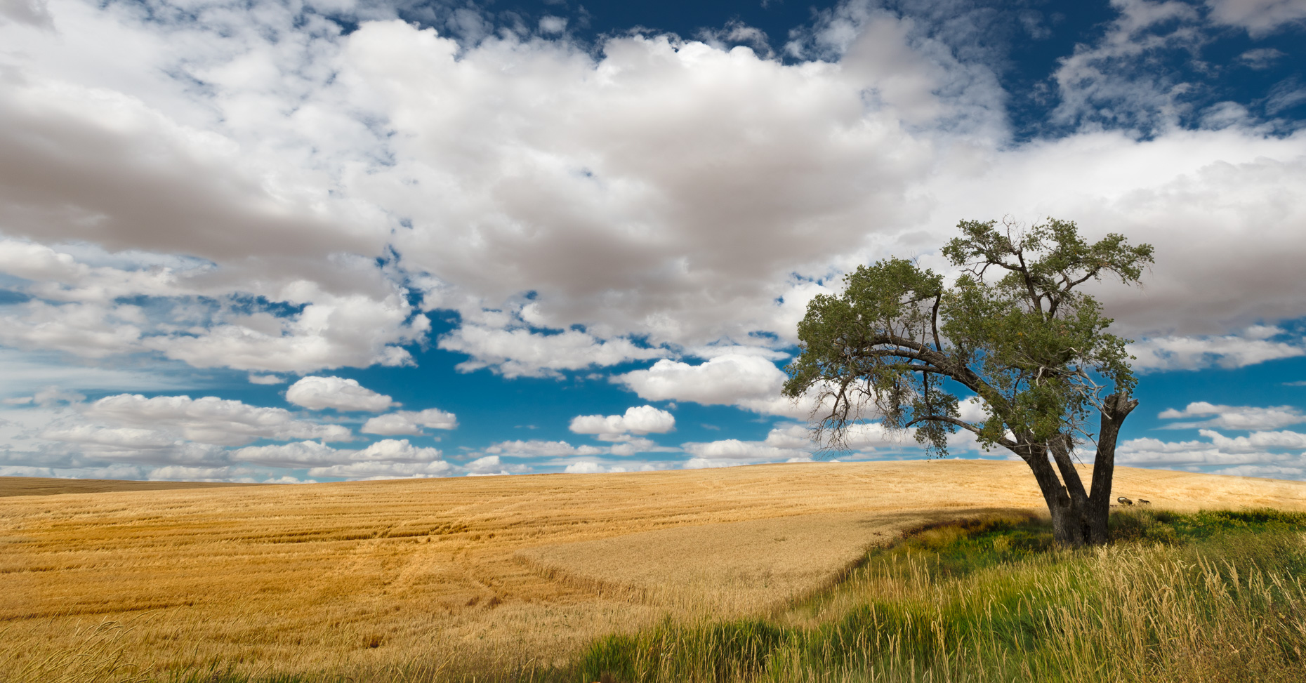 20160808_palouse_0232