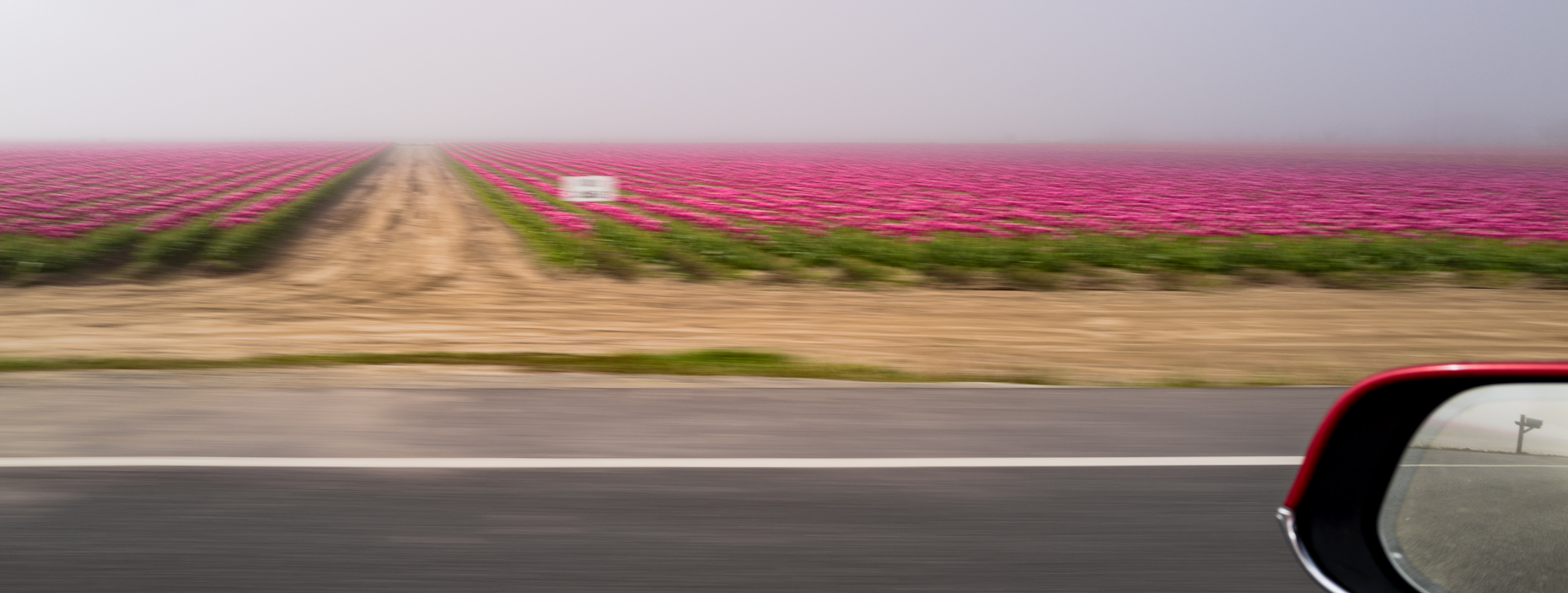 skagit-valley-tulips-101