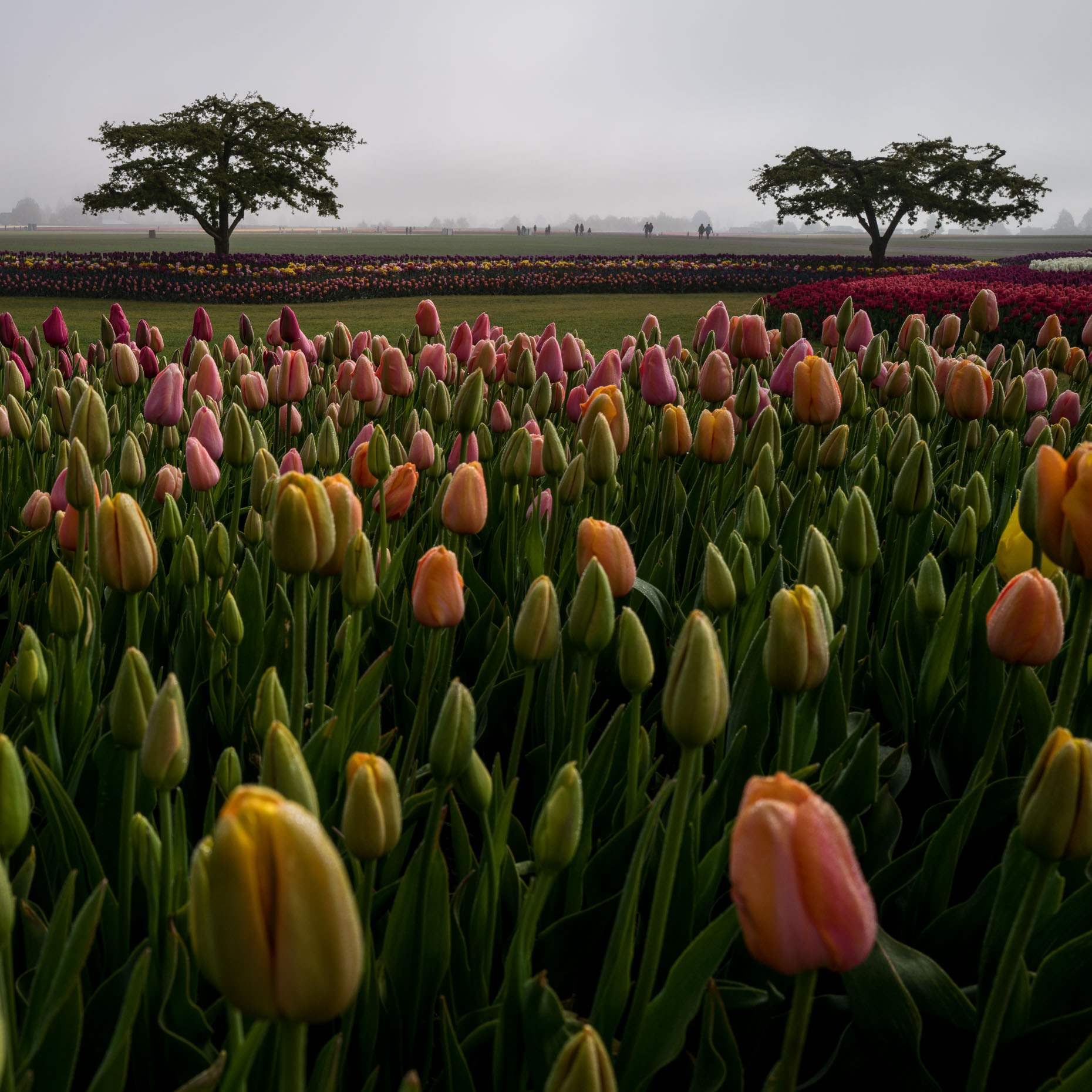 skagit-valley-tulips-103