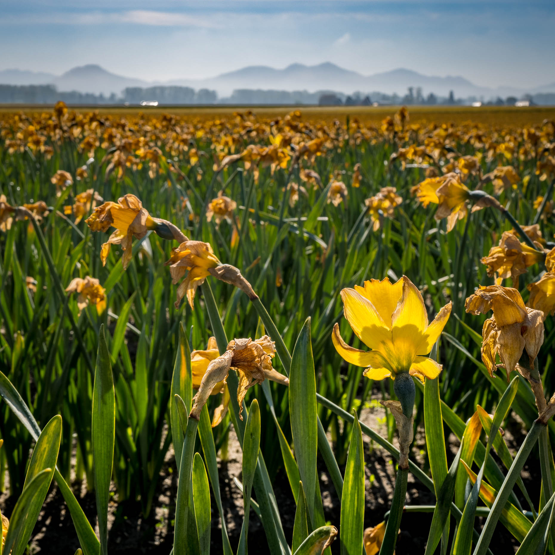 skagit-valley-tulips-110